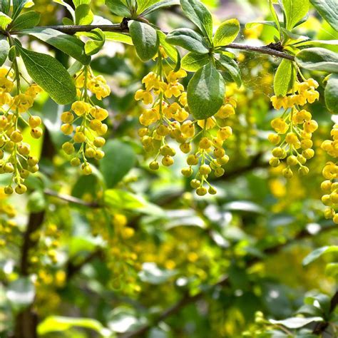 berberis vulgaris manual.